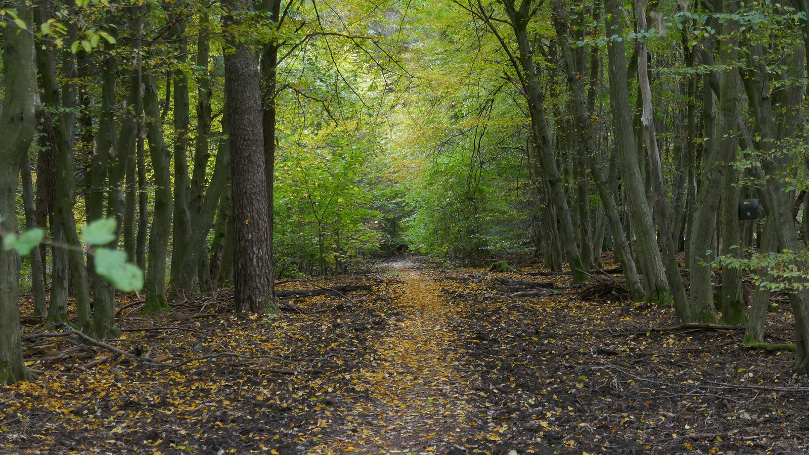 1. Nationalpark-Lauf durch das Bündnis 