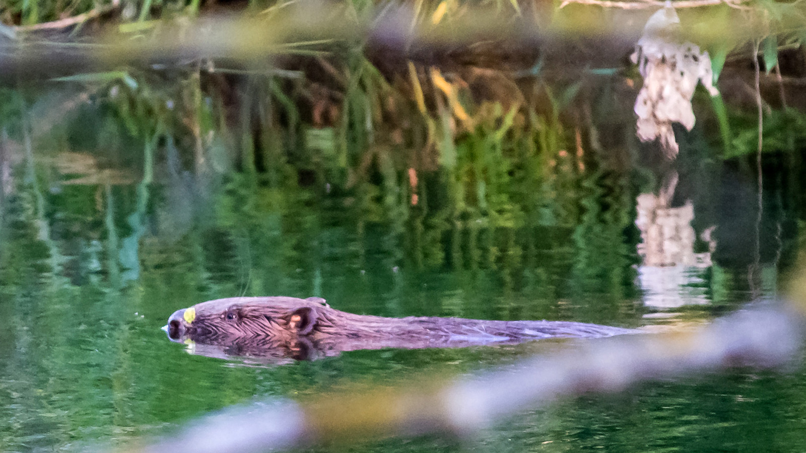 Biber im Kreis Höxter: Informationsabend in Modexen beleuchtet Bestände, Chancen und Konflikte