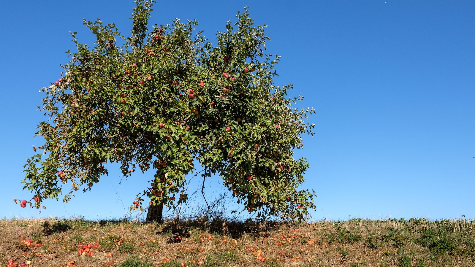 NABU-Kreisgruppe Höxter lädt zur Mitmachaktion auf der Streuobstwiese in Stahle ein